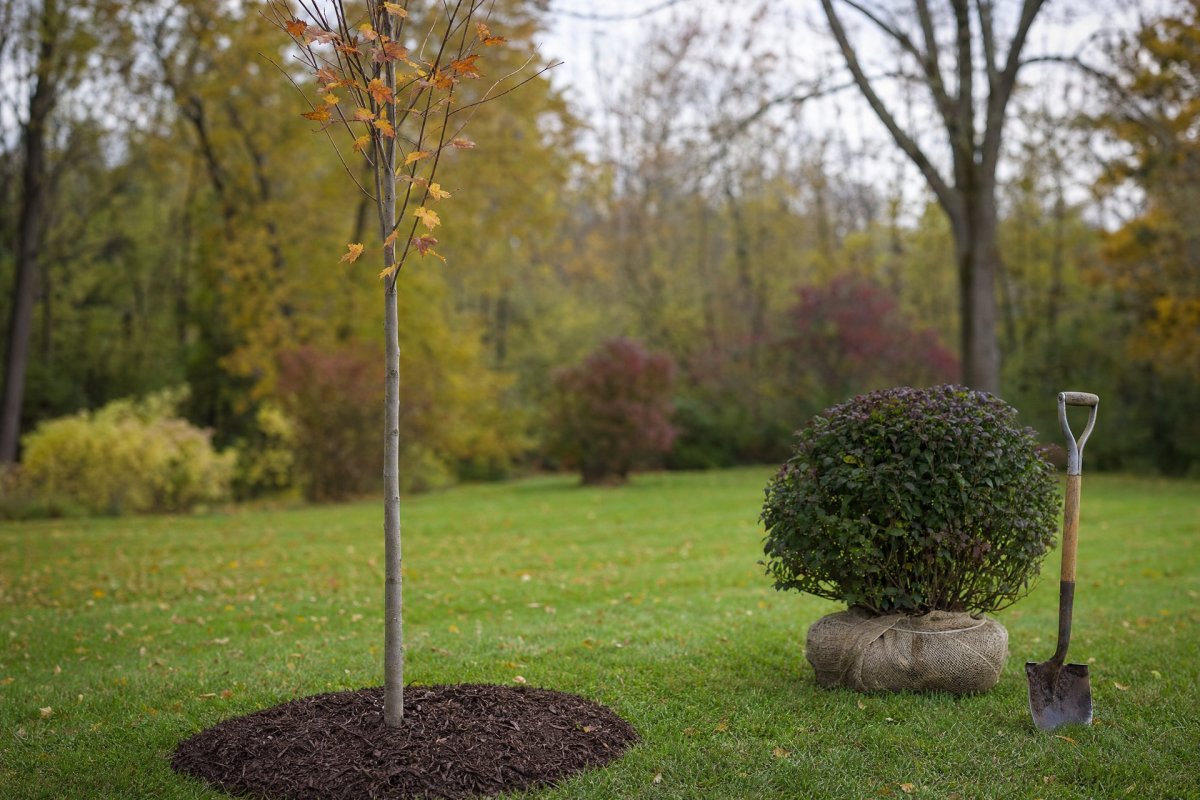 Fall Tree and Shrub Planting in Upstate NY | A Great Choice