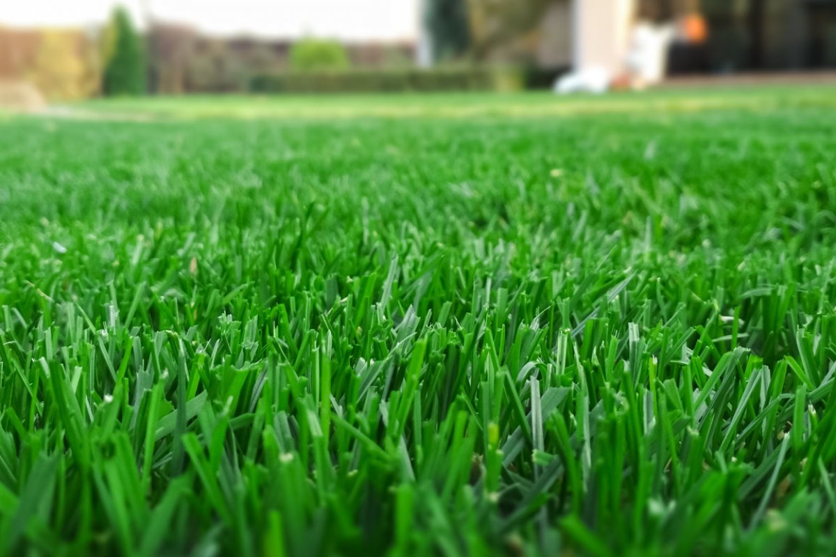 Hydroseeding Binghamton NY | A Great Choice Lawn Care