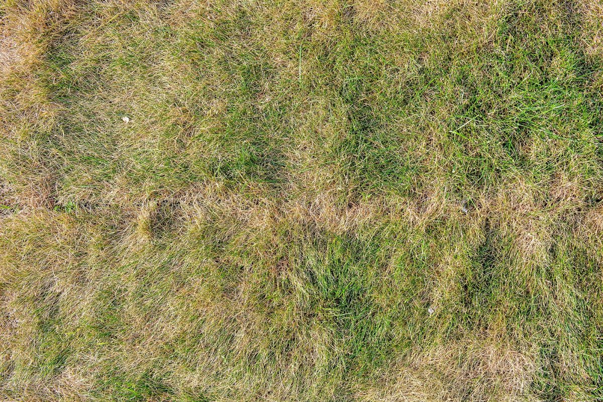 How to Protect Your Lawn During a Summer Dry Spell | A Great Choice