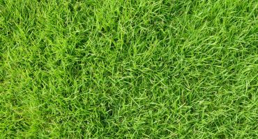 When to Fertilize Lawn in NY | Fertilization Schedule Binghamton