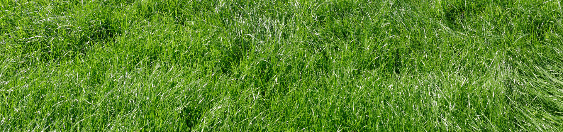 Lawn fertilization service in Binghamton NY